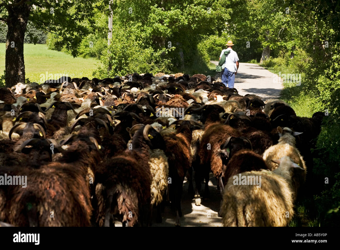 Umbra leader pastore del suo gregge di pecore in un frondoso vicolo del paese vicino al villaggio di Preci, Italia Foto Stock