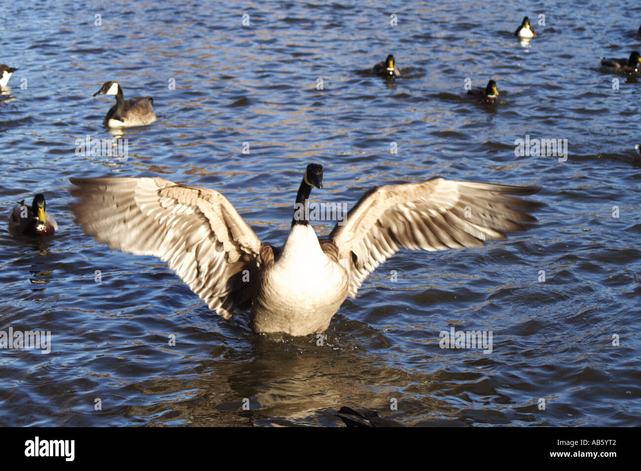 Goose uccello fiume di acqua Foto Stock