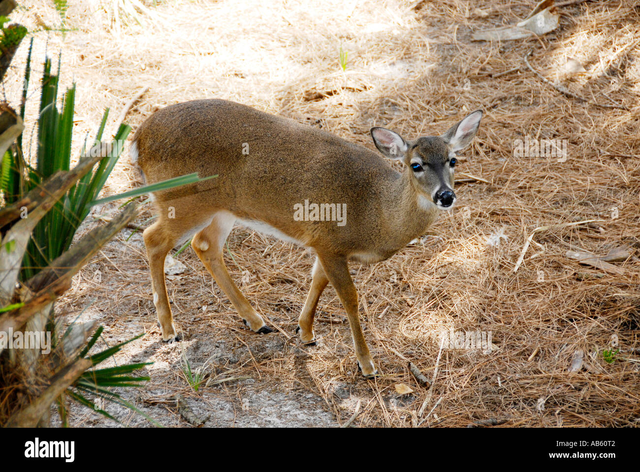 Coda bianca Deer Lowry Park Zoo Tampa Florida FL votato come il numero uno zoo negli Stati Uniti Foto Stock