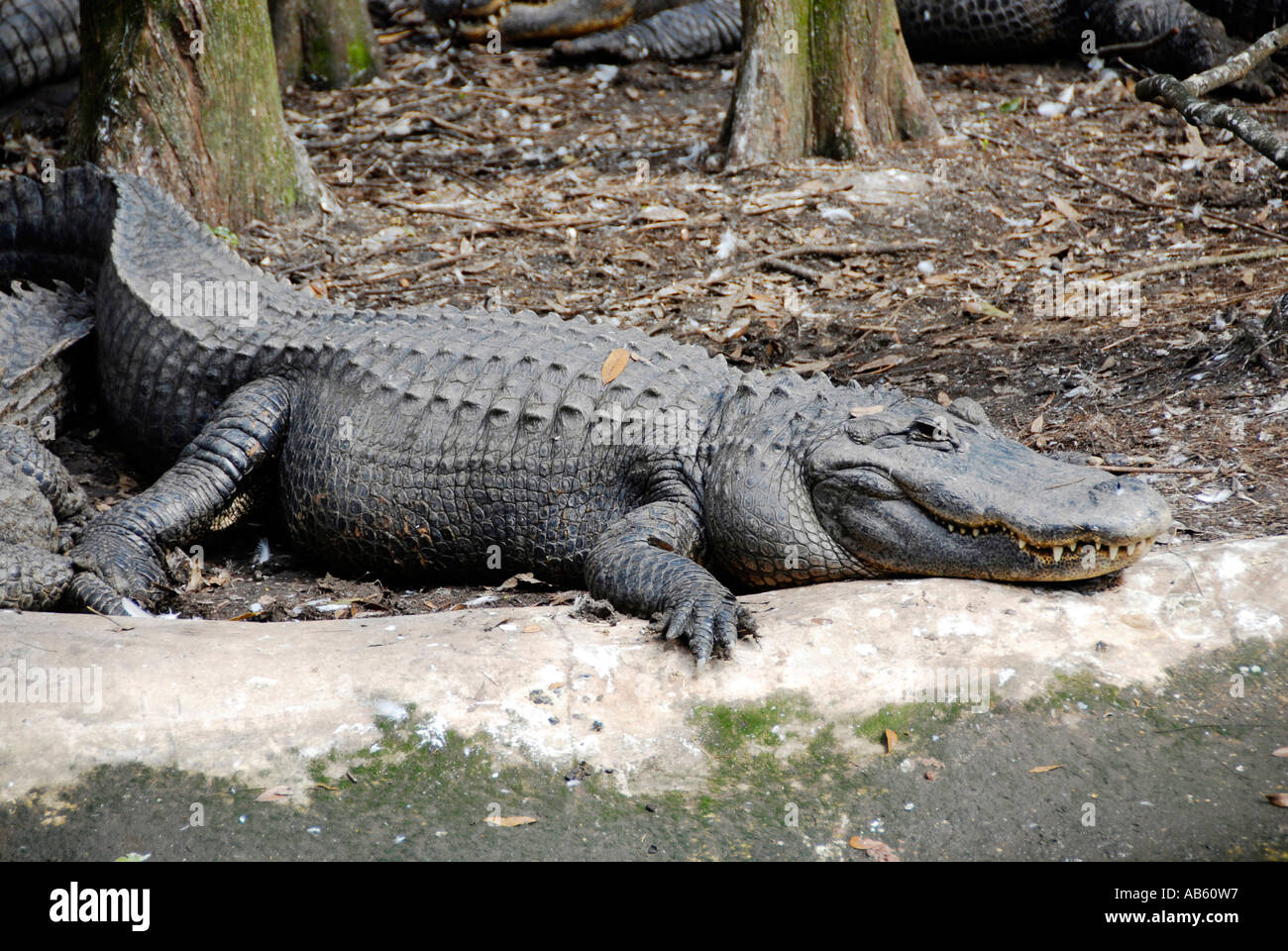 Alligatore a Lowry Park Zoo Tampa Florida FL votato come il numero uno zoo negli Stati Uniti Foto Stock