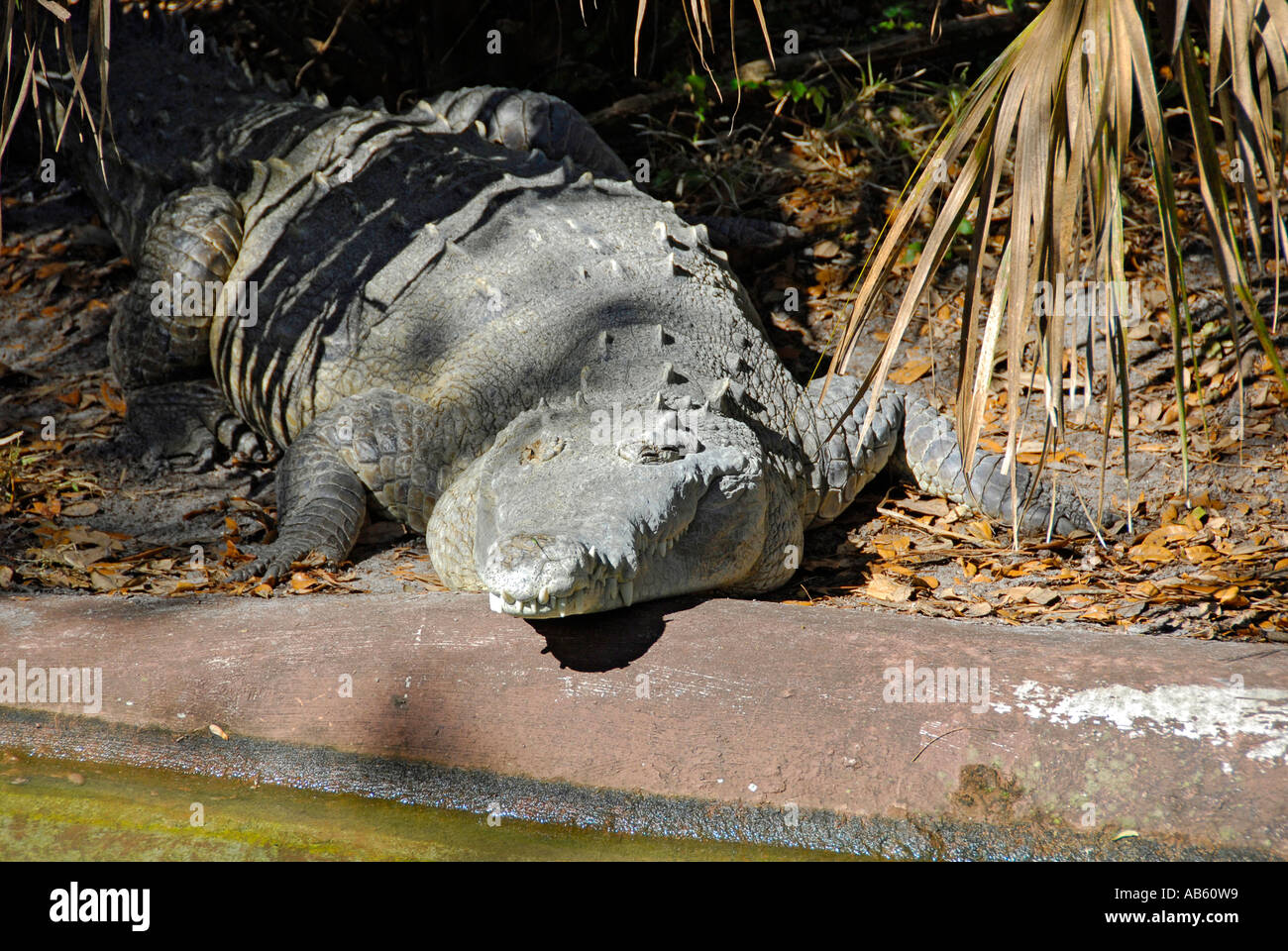 Alligatore a Lowry Park Zoo Tampa Florida FL votato come il numero uno zoo negli Stati Uniti Foto Stock