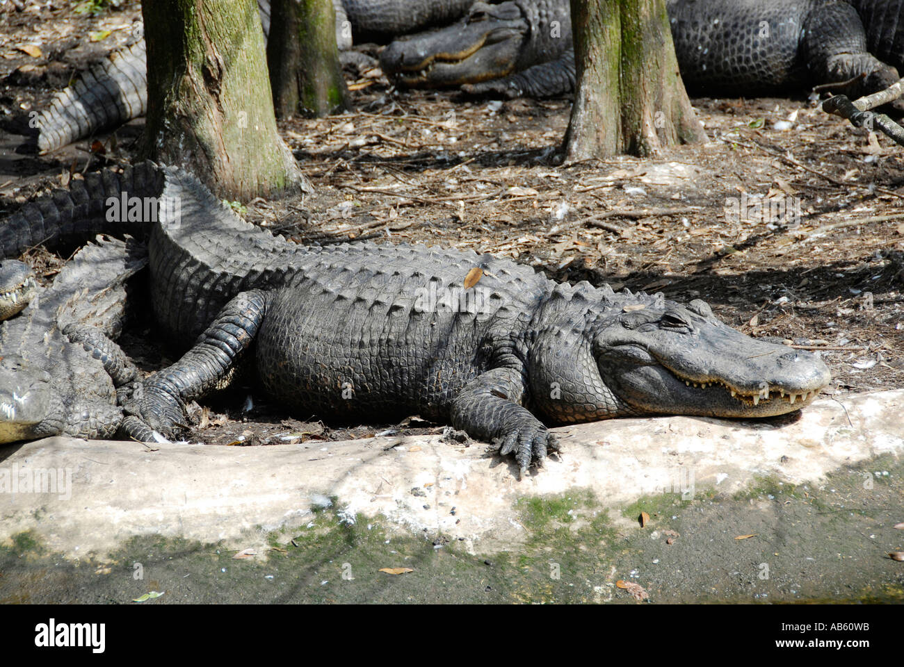 Alligatore a Lowry Park Zoo Tampa Florida FL votato come il numero uno zoo negli Stati Uniti Foto Stock