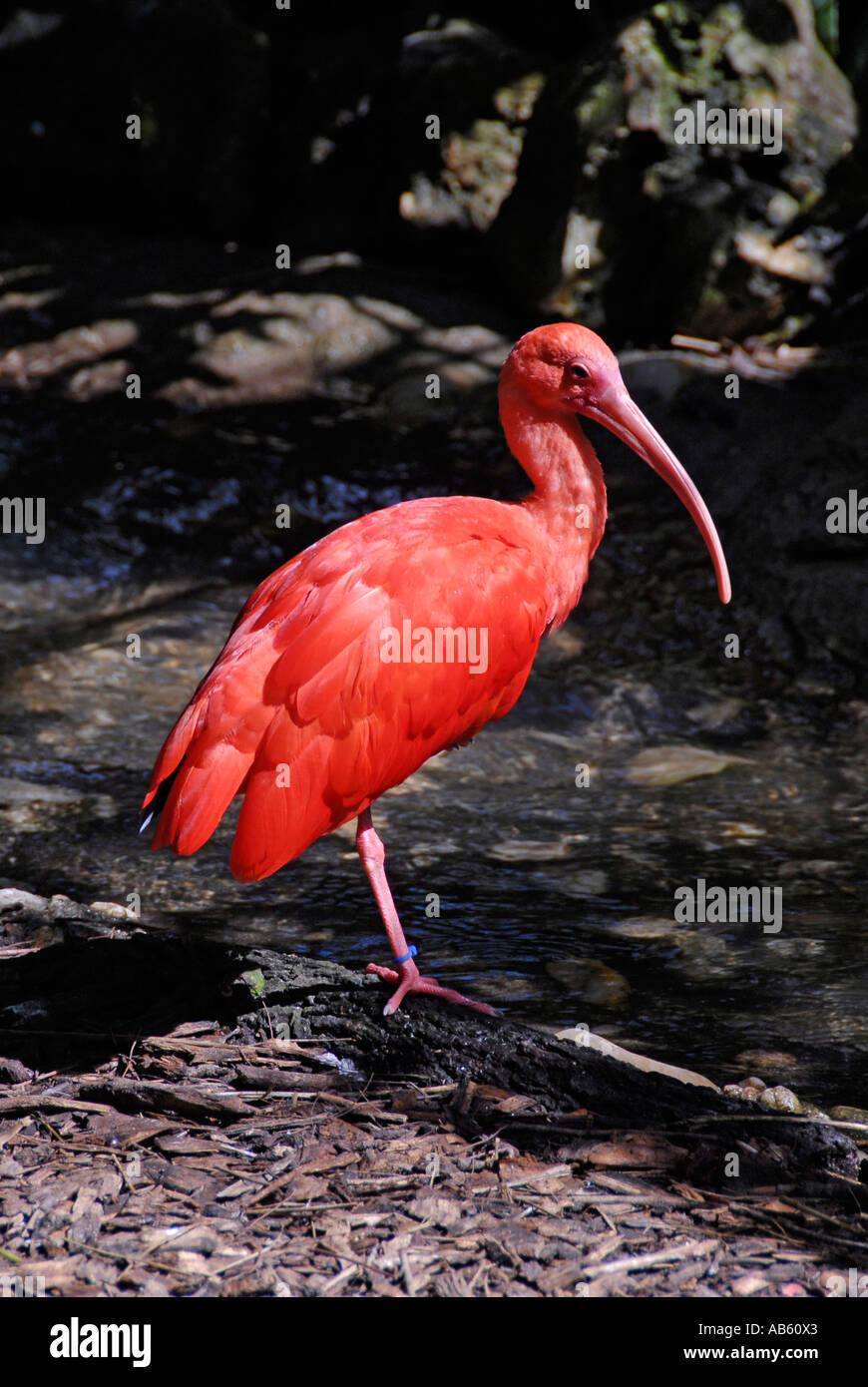 Scarlet Ibis bird Lowry Park Zoo Tampa Florida FL votato come il numero uno zoo negli Stati Uniti Foto Stock
