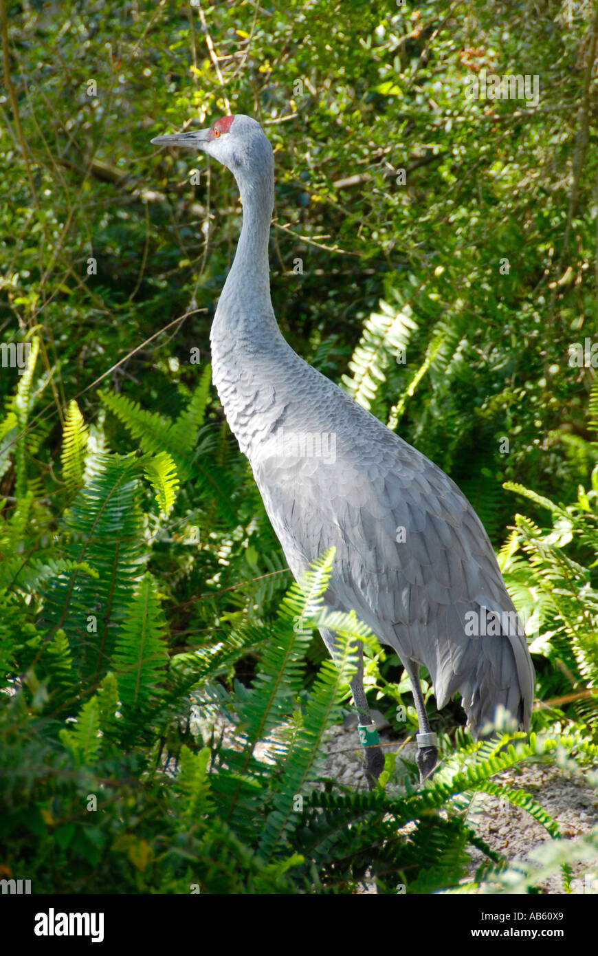 Gru Sandhill Lowry Park Zoo Tampa Florida FL votato come il numero uno zoo negli Stati Uniti Foto Stock