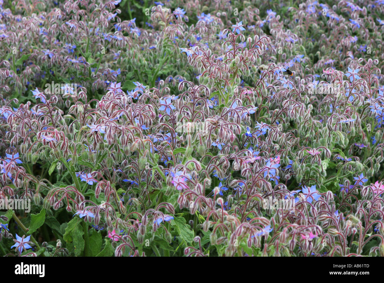 Borragine, borragine officinalis, un'erba annuale utilizzato come una decorazione, in medicina di erbe e di una natura amica Ape, farfalle e piante impollinatori; Foto Stock Borragine, borragine officinalis, un'erba annuale utilizzato come una decorazione, in medicina di erbe e di una natura amica Ape, farfalle e piante impollinatori; Foto Stock