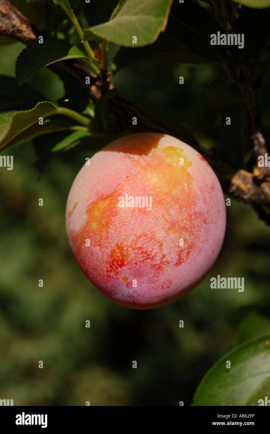 Santa Rosa prugna Prunus salicina quasi pronto per la mietitura Foto Stock