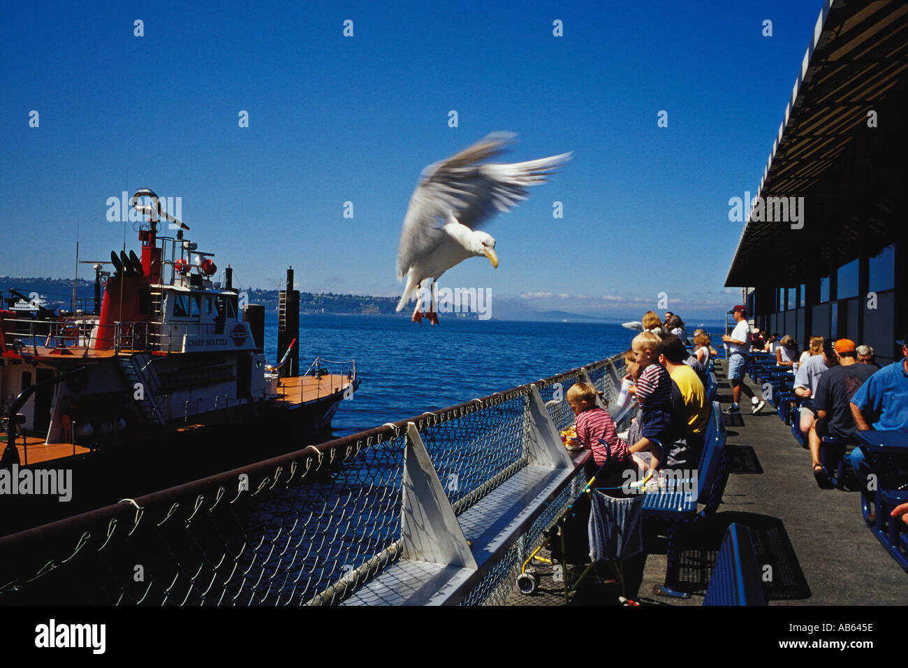 Seagull Elemosinare il cibo da persone di mangiare al ristorante esterno su Seattle Washington Waterfront Foto Stock