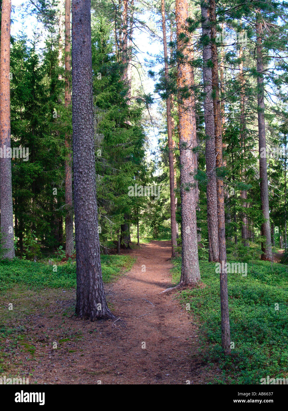 Sentiero nel bosco immagini e fotografie stock ad alta risoluzione - Alamy