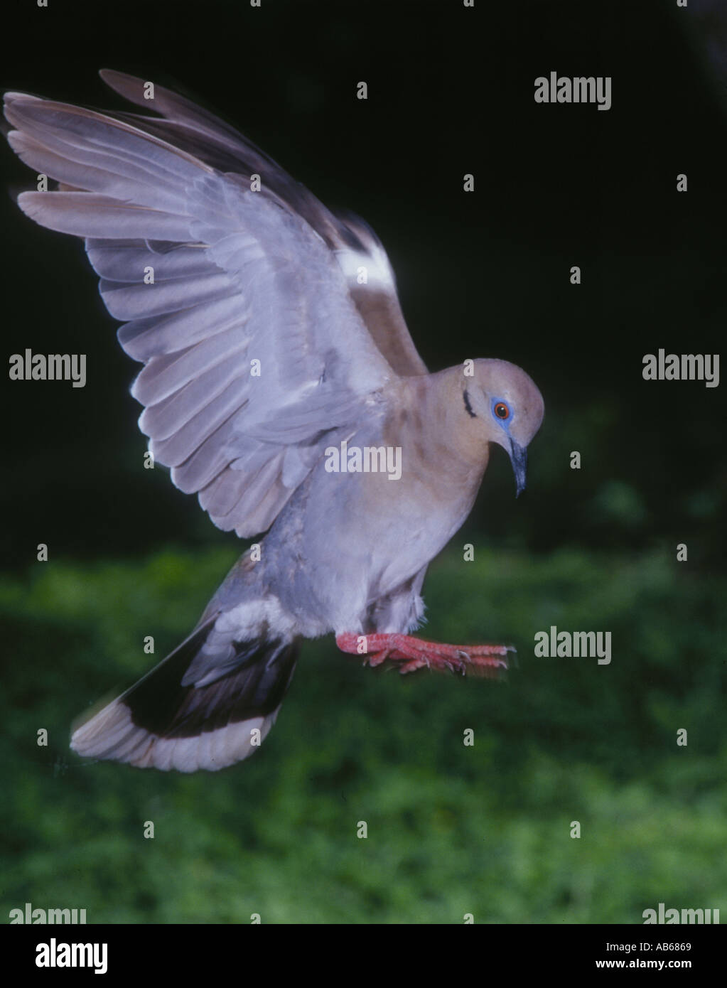 Bianco-winged colomba gioco di uccelli nel sud del Texas molte persone li alimentano l'anno intorno trova perlopiù nel sud del Texas whitewinged white Foto Stock