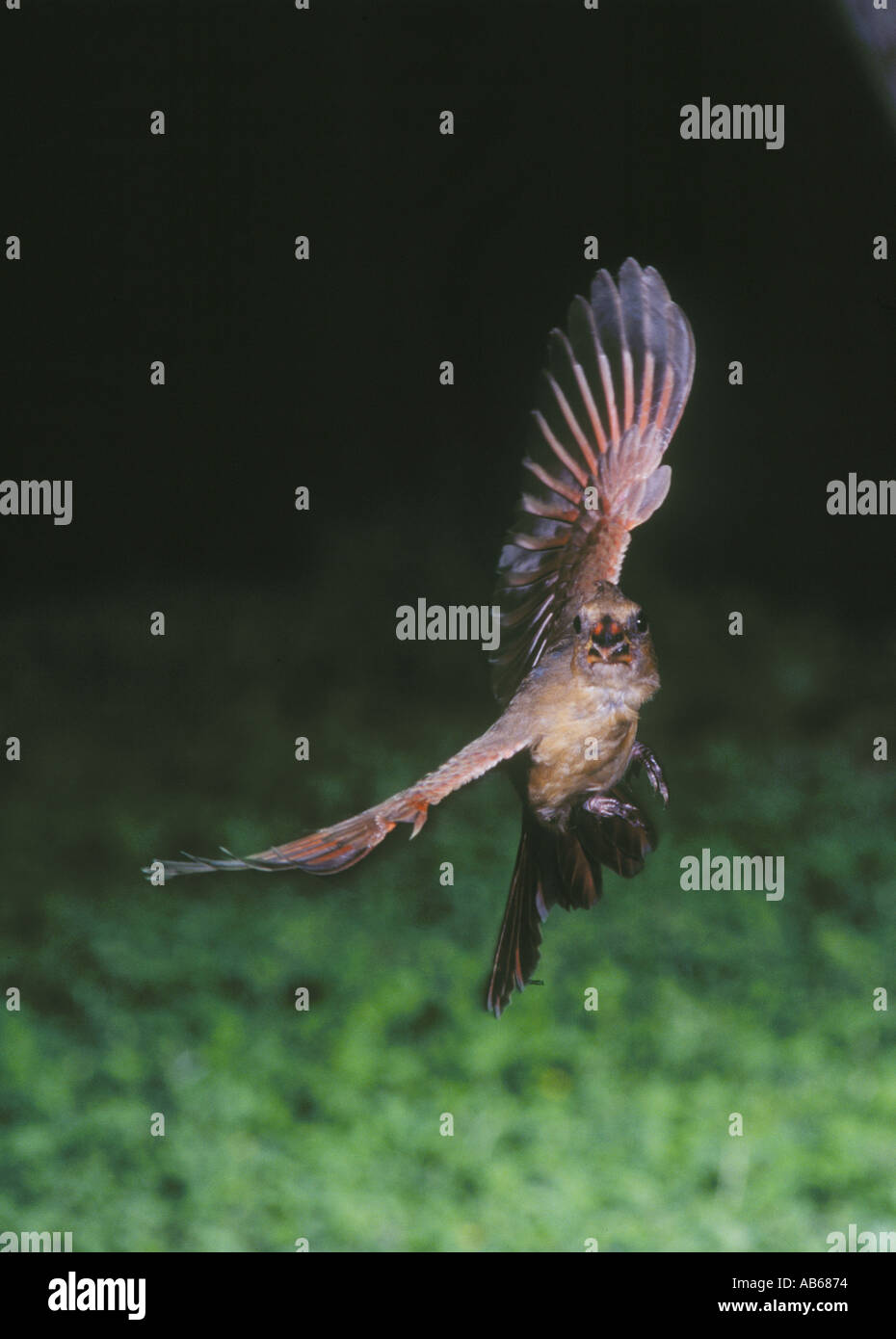 Il cardinale Nord Cardinalis cardinalis Cardinali o uccelli rossi sono in tutta la maggior parte degli STATI UNITI D'AMERICA Foto Stock