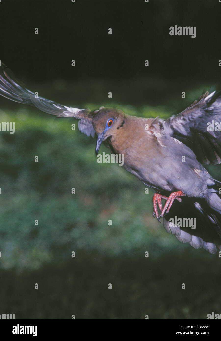 Bianco-winged colomba Zenaida asiatica della selvaggina a piuma in Texas del Sud molte persone li alimentano il mais tutto l'anno Foto Stock