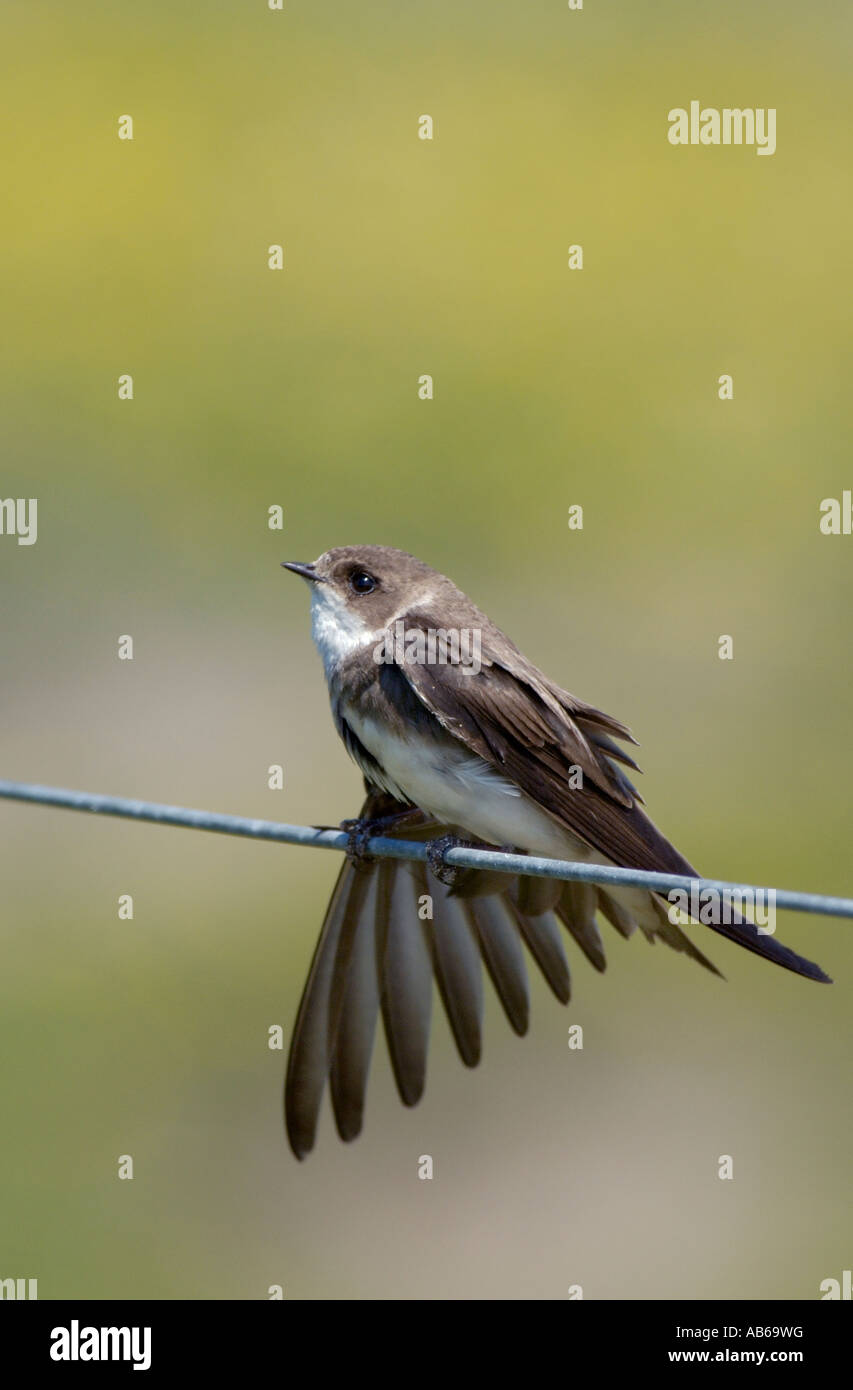 Sand martin Riparia Riparia islay Scozia Scotland Foto Stock