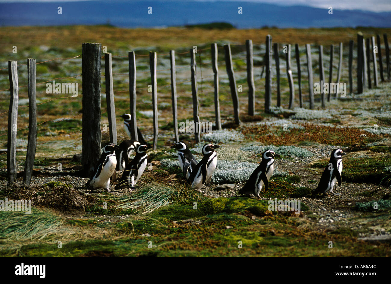 I pinguini MEGALLANIC voce per l'oceano al Seno Otway COLONY 50 000 coppie riproduttrici PATAGONIA CILE Foto Stock