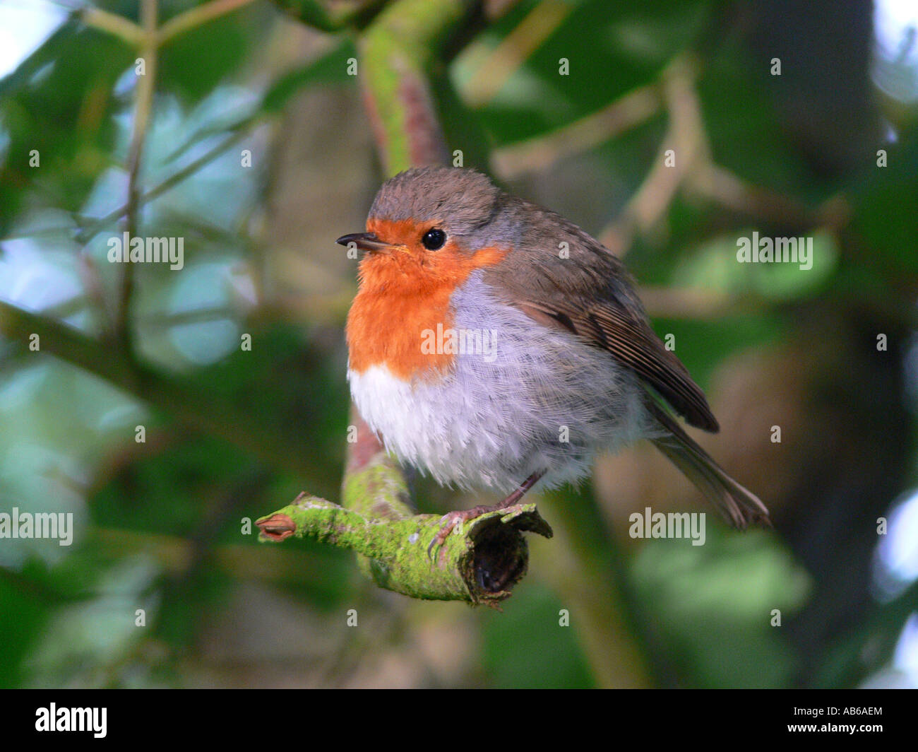 Robin Erithacus rubecula presso sunrise piume arruffare contro il freddo Foto Stock