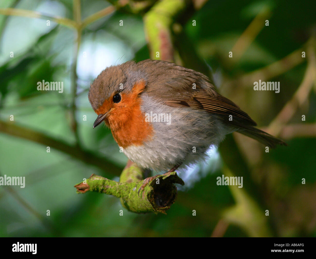 Robin Erithacus rubecula presso sunrise piume arruffare contro il freddo Foto Stock