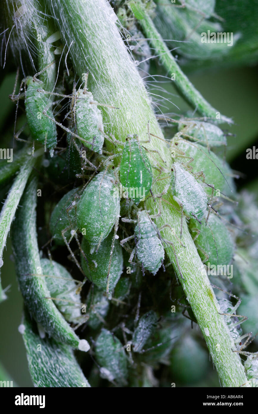 Lupin afide Macrosiphum albifrons su albero Lupin potton bedfordshire Foto Stock