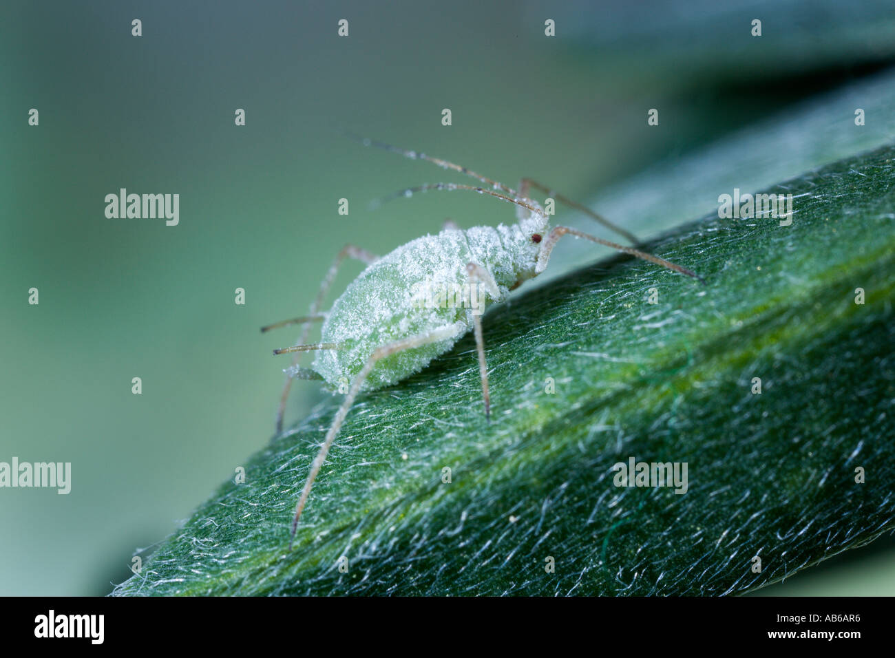 Lupin afide Macrosiphum albifrons su albero Lupin potton bedfordshire Foto Stock