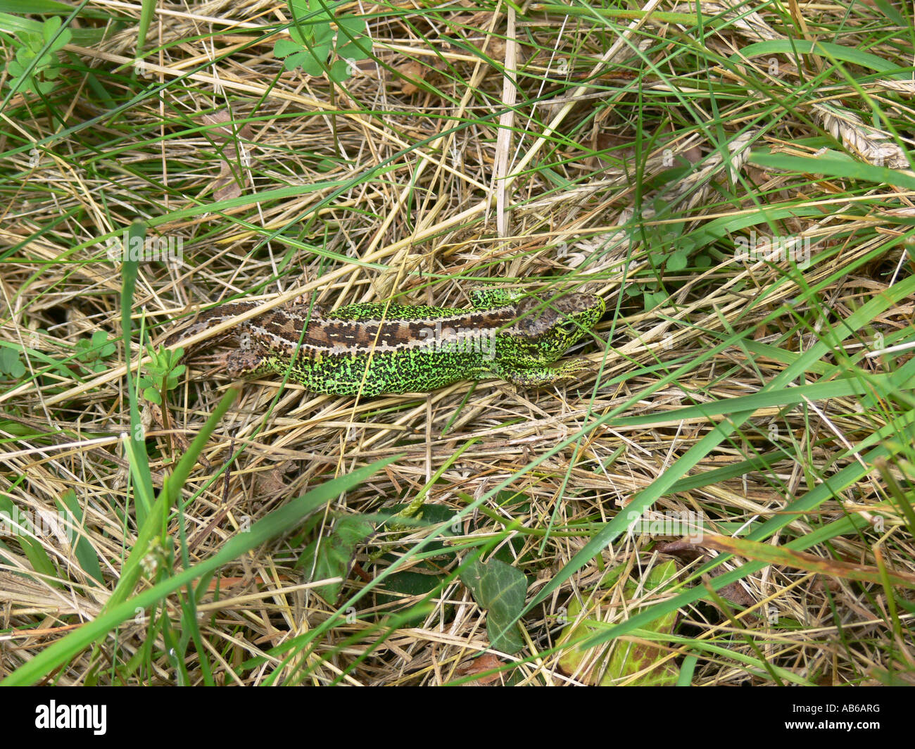 Sabbia lizard Lacerta agilis mimetizzata in erba REGNO UNITO Foto Stock
