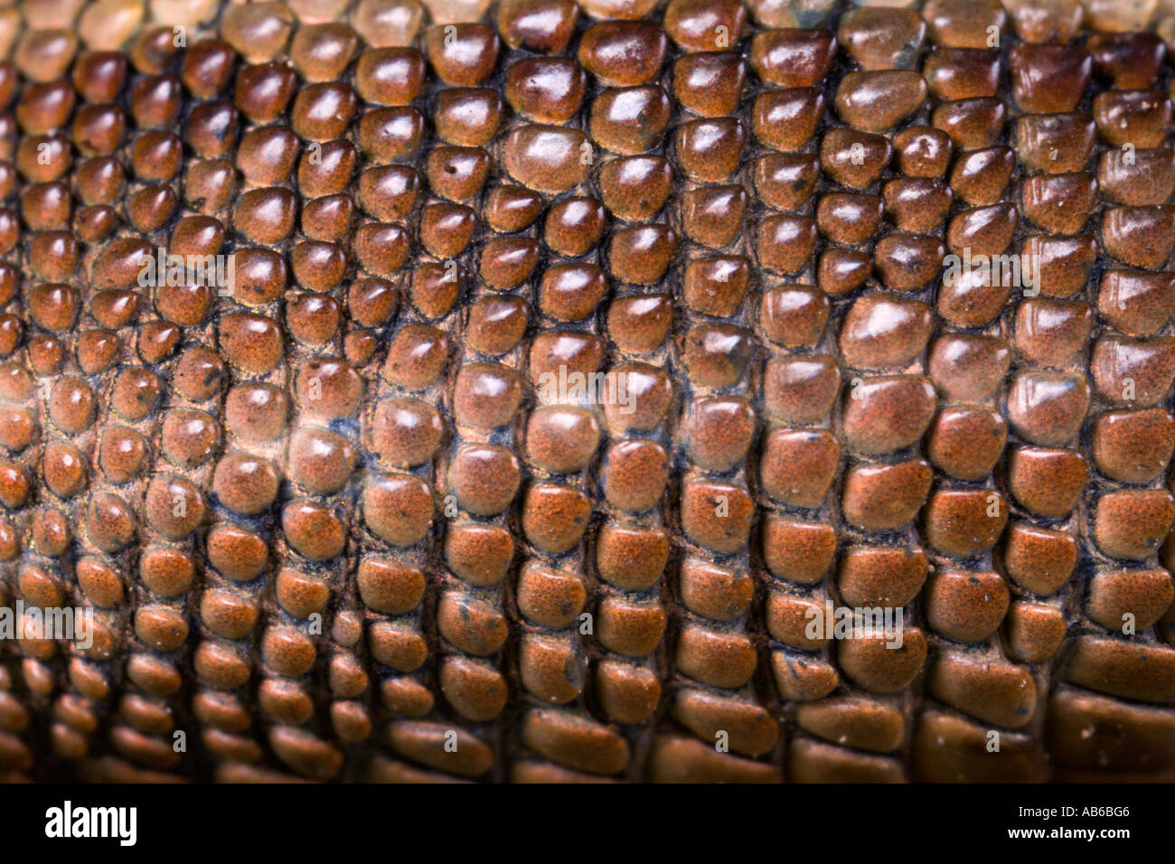 Lucertola comune Lacerta vivipara vista dettagliata delle squame e pelle potton bedfordshire Foto Stock