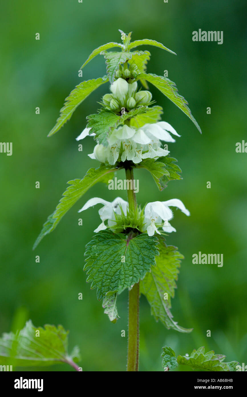Morti Bianche ortica Lamium album vista dettagliata con un bel al di fuori della messa a fuoco lo sfondo potton bedfordshire Foto Stock
