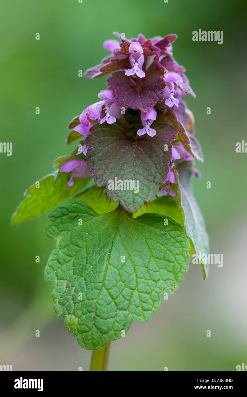 Red Dead Ortica Lamium purpureum nel giardino Potton Bedfordshire con bel al di fuori della messa a fuoco lo sfondo Foto Stock