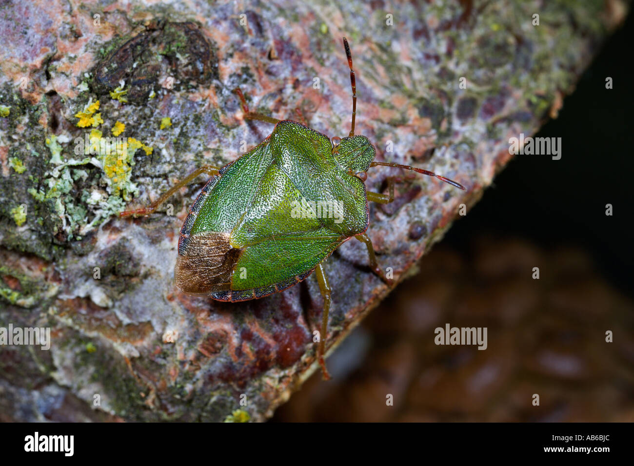 Schermo verde bug Palomena prasina sulla corteccia potton bedfordshire Foto Stock