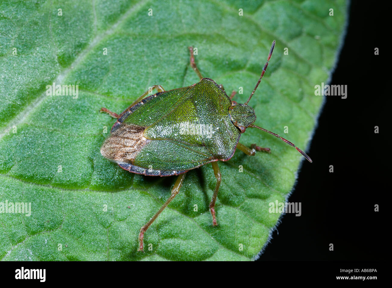 Schermo verde Bug Palomena prasina sulla lamina potton bedfordshire Foto Stock