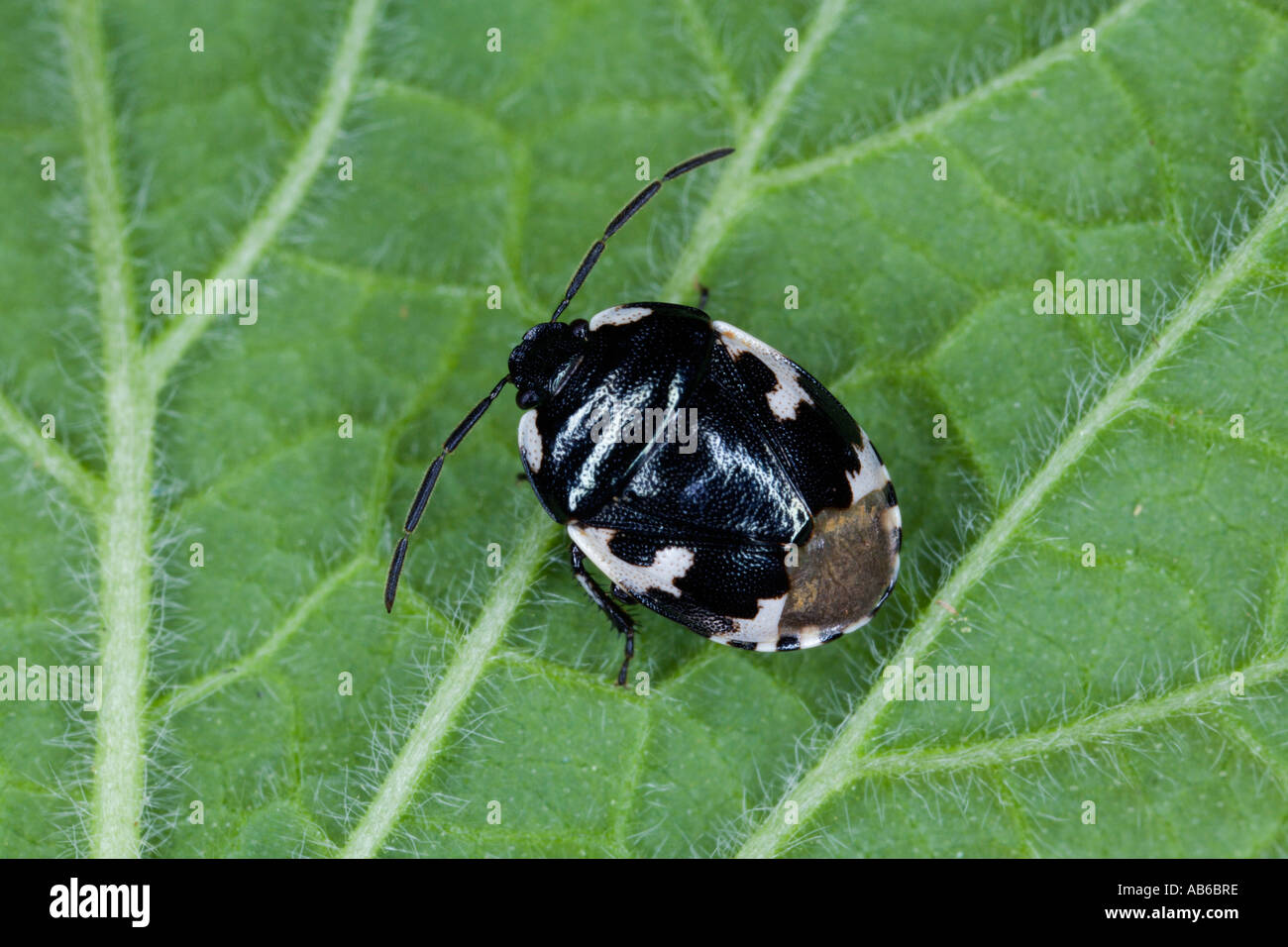 Pied scudo Bug Sehirus bicolor sulle foglie che mostra i contrassegni Foto Stock
