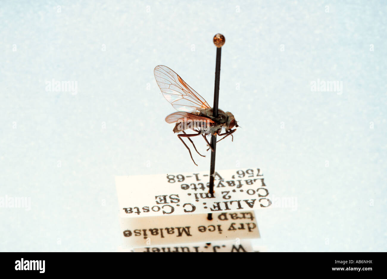 Symphoromyia pachyceras beccaccino fly Foto Stock
