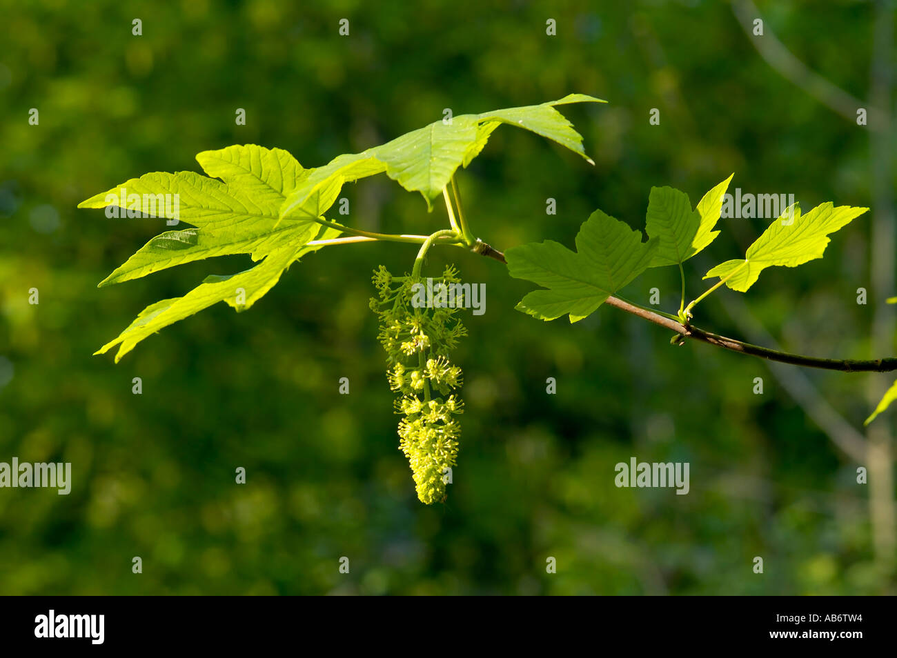 Le foglie fresche fiore di sicomoro Acer pseudoplatanus Foto Stock