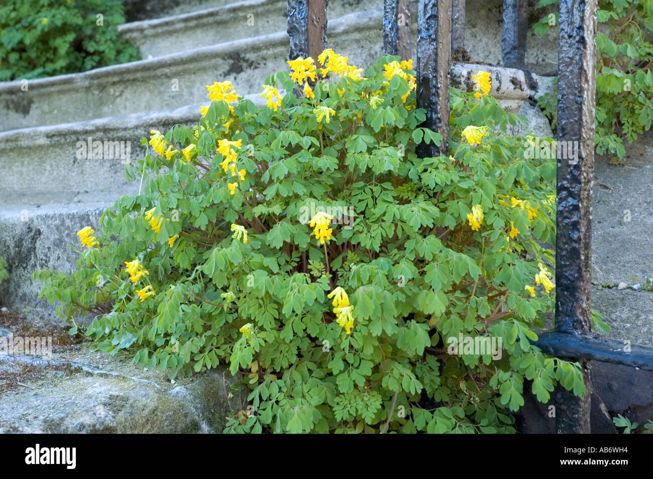 Giallo, Corydalis Corydalis lutea crescente dalle fasi di una casa nella terrazza di Highbury London REGNO UNITO Foto Stock