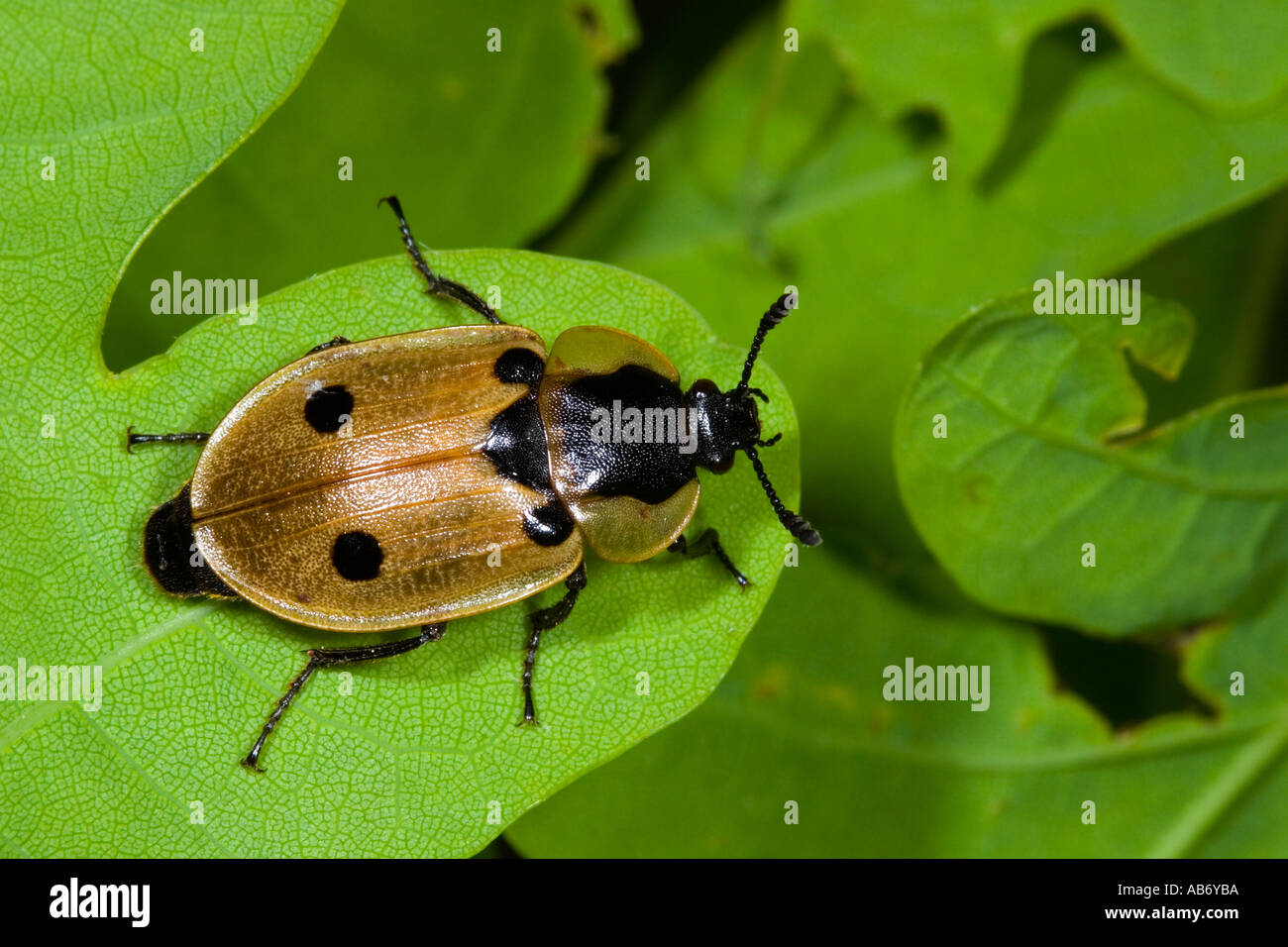 4 dendroxena maculata su foglie di quercia che mostra macchie potton bedfordshire Foto Stock