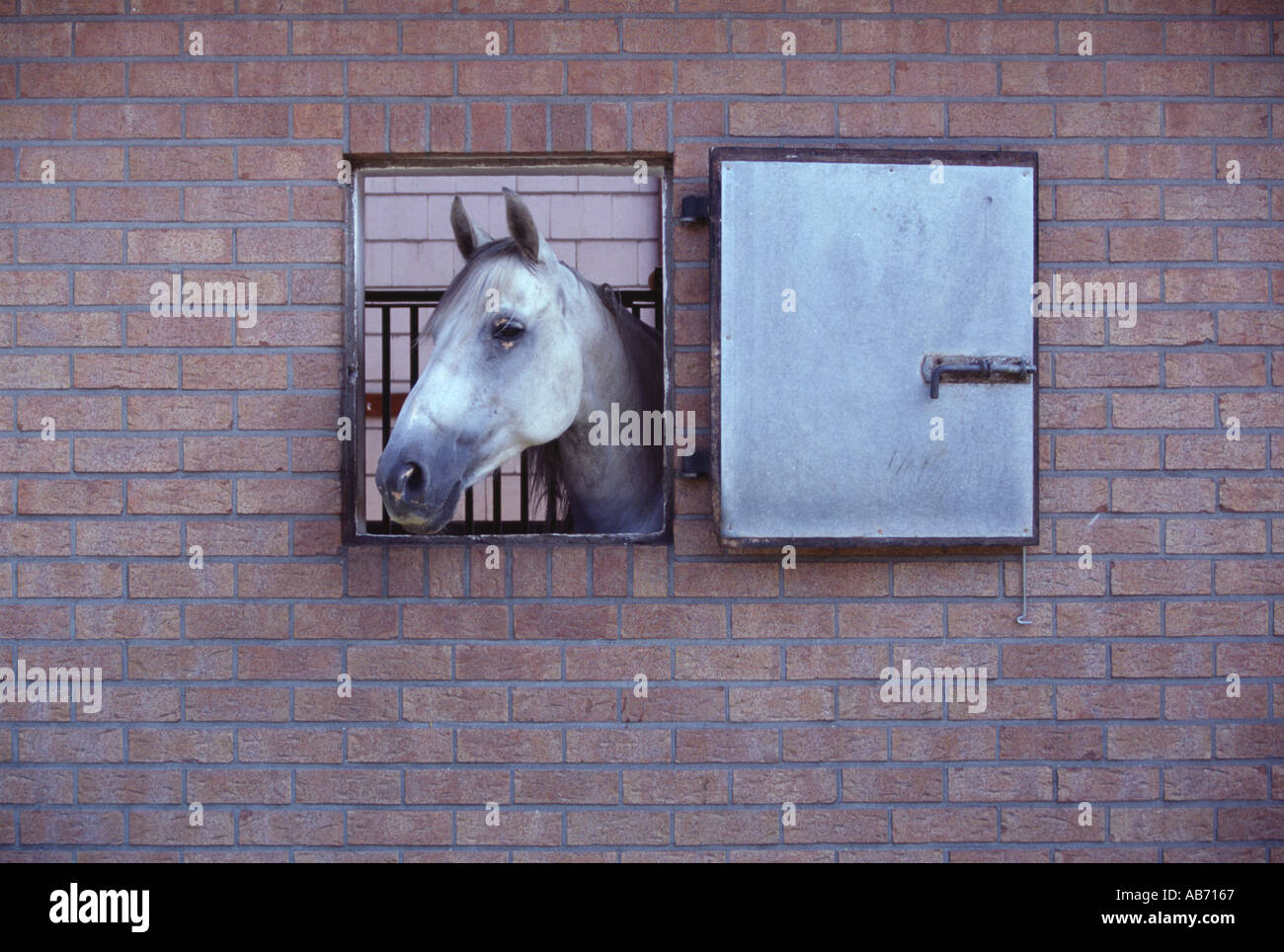 Cavallo guardando fuori dalla finestra stabile Foto Stock