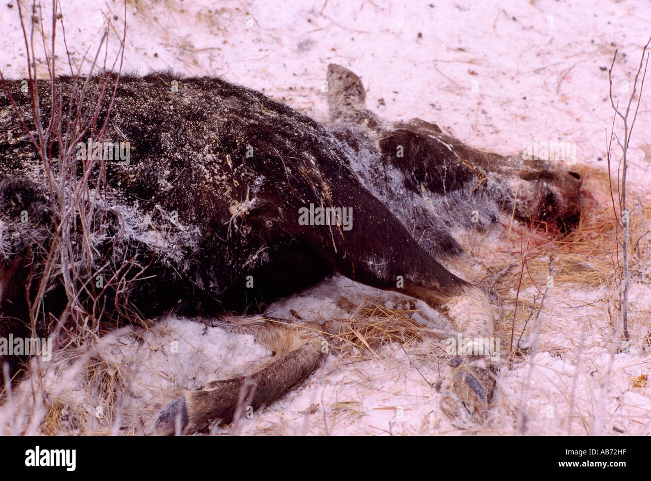 La carcassa di alci Vacca (Alces americana) ucciso da un veicolo su una strada in inverno in British Columbia Canada Foto Stock