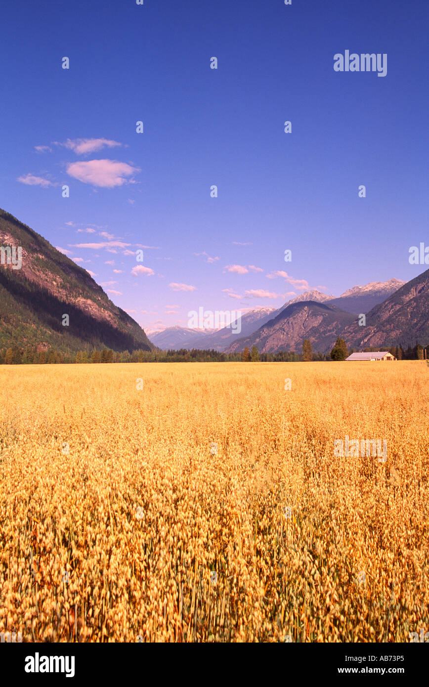 Pemberton Valley, BC, British Columbia, Canada - Campo d'avena, il raccolto di avena al tempo del raccolto sulla fattoria in 'Coast Mountains" Foto Stock