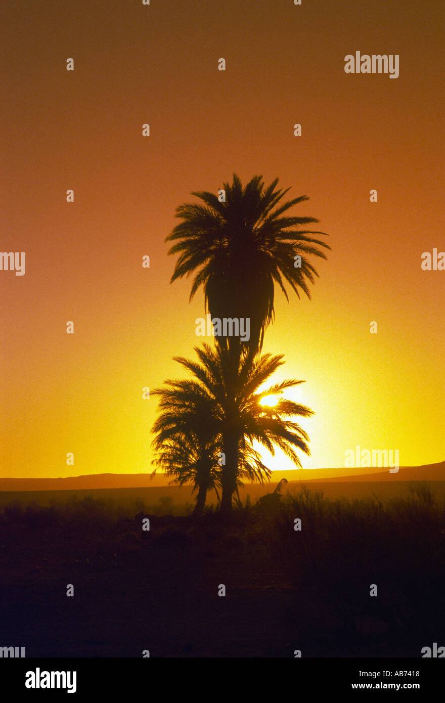 Desert Palm al deserto del Sahara sunrise Foto Stock