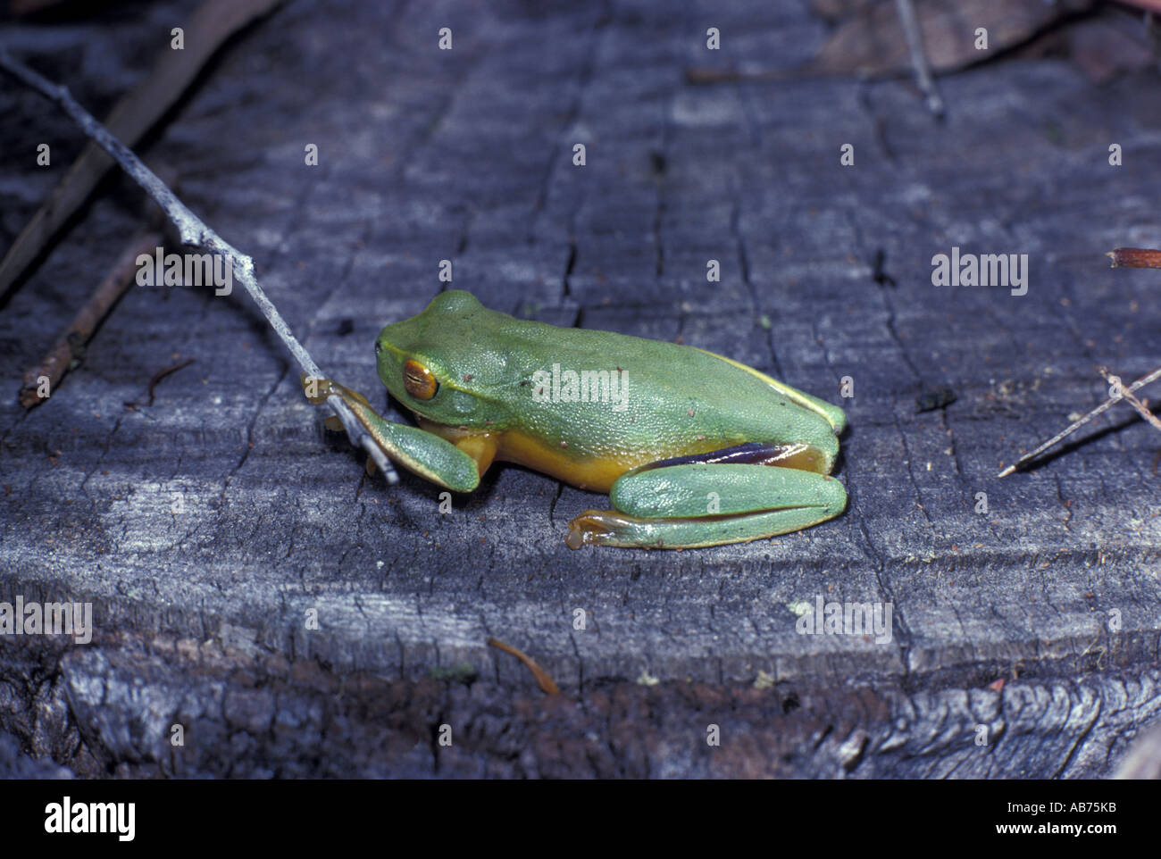 Bocconcini di rana verde Raganella Boreen Point Foto Stock