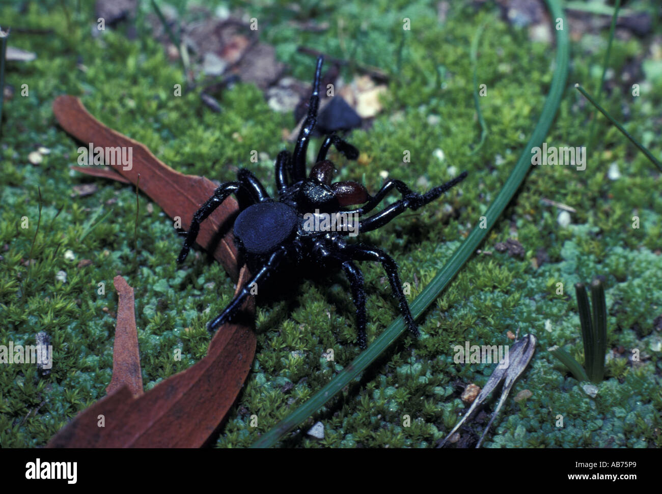 Spider maschio porta trappola ragno in posizione difensiva Foto stock -  Alamy