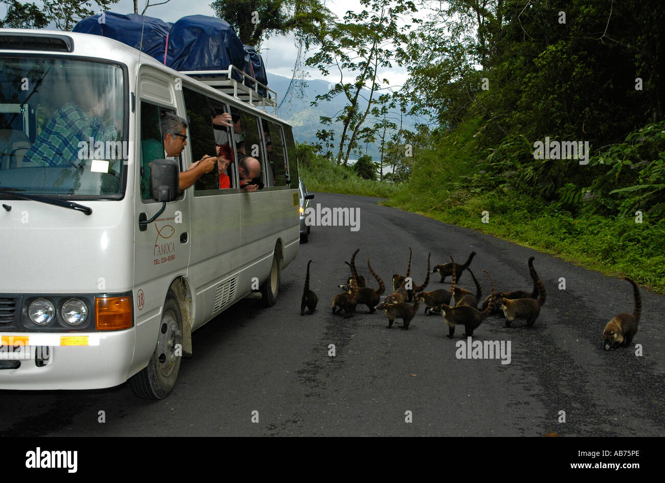 I turisti osservando bianco-Coatis naso dal bus, Costa Rica, America Centrale Foto Stock