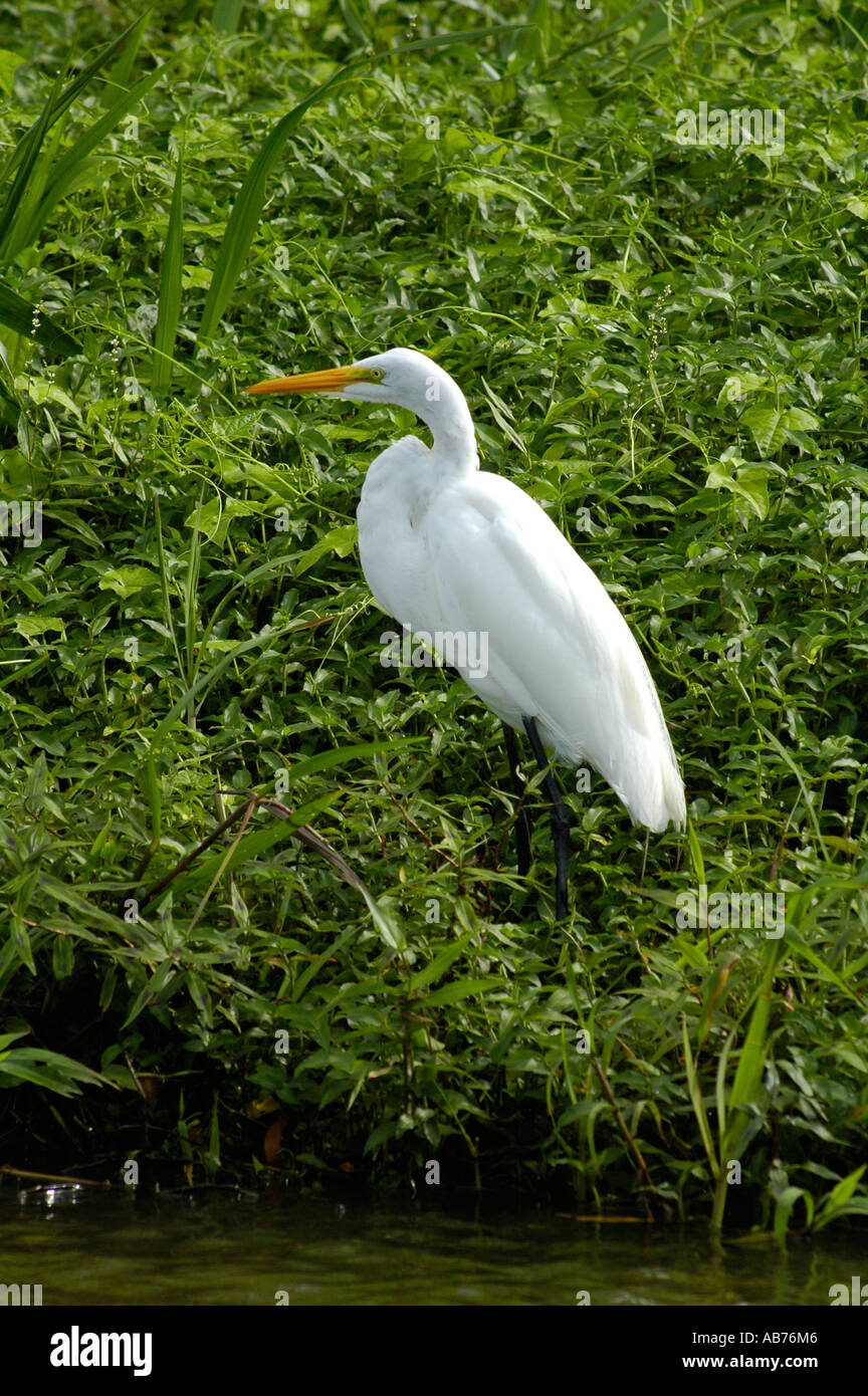 Airone bianco maggiore in Trotuguero National Park, Costa Caraibica, Costa Rica, America Centrale Foto Stock