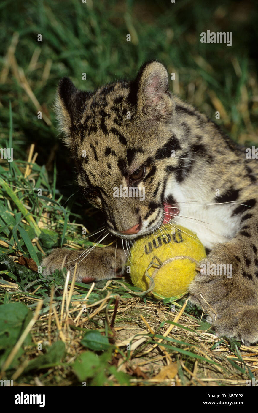 Cucciolo di leopardo nuvoloso ( Neofelis nebuulosa ), Captive Port Lympne Wild Animal Park, Kent, UK. Foto Stock