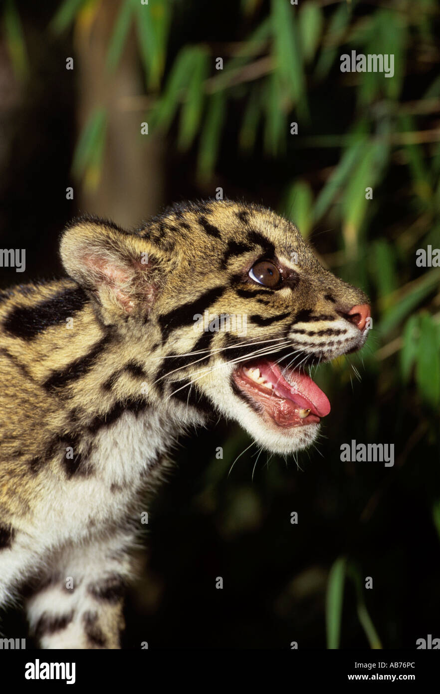 Cucciolo di leopardo nuvoloso ( Neofelis nebuulosa ), Captive Port Lympne Wild Animal Park, Kent, UK. Foto Stock