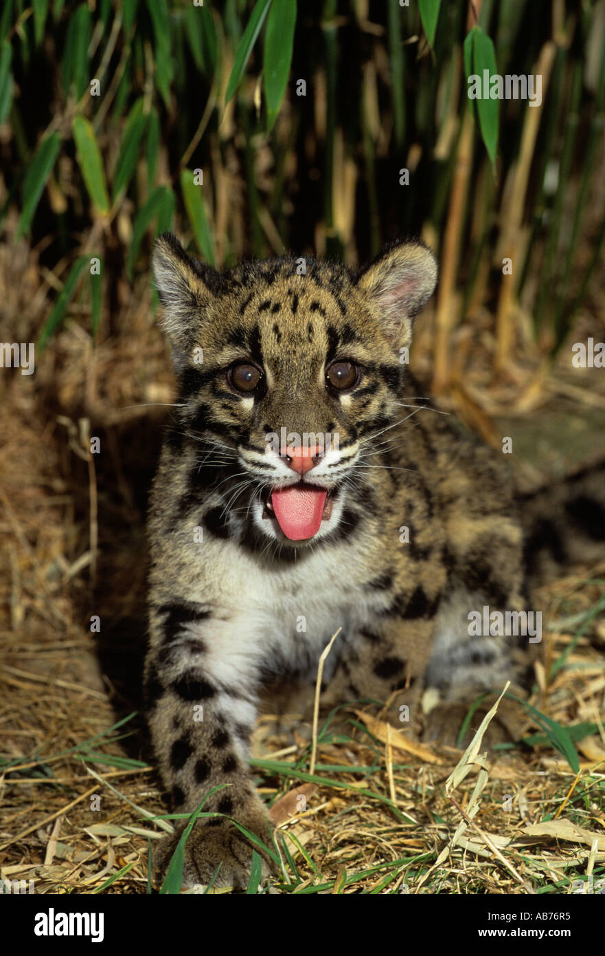 Cucciolo di leopardo nuvoloso ( Neofelis nebuulosa ), Captive Port Lympne Wild Animal Park, Kent, UK. Foto Stock
