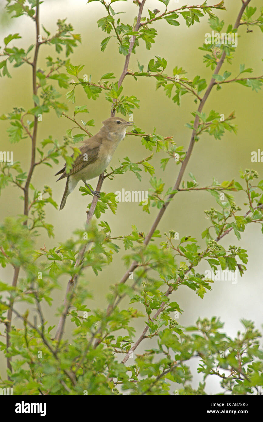 Giardino trillo Sylvia borin molla adulto a cantare in biancospino Cambridgeshire Inghilterra possono Foto Stock