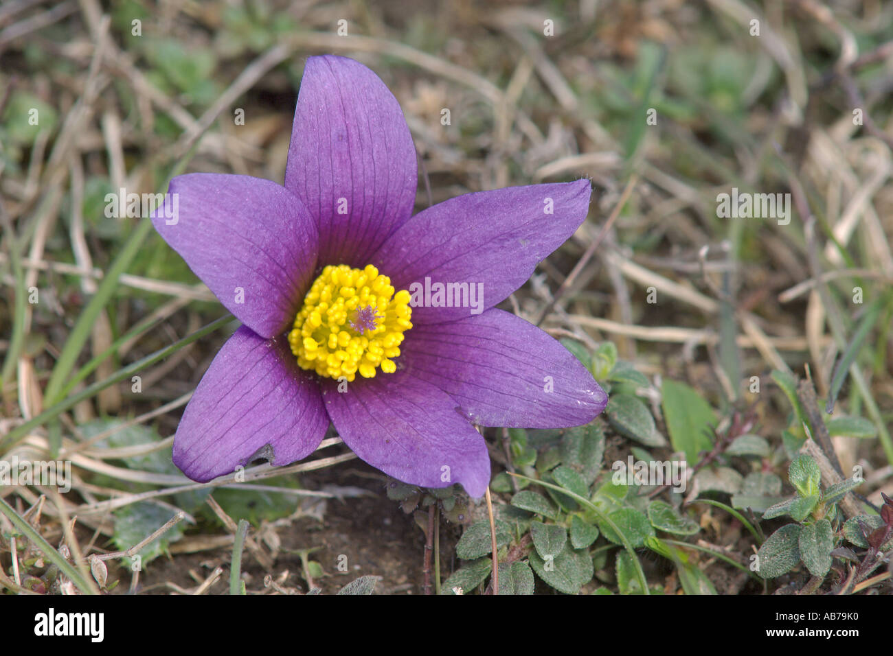"Pasque flower Pulsatilla vulgaris Therfield Heath Hertfordshire Inghilterra Aprile Foto Stock