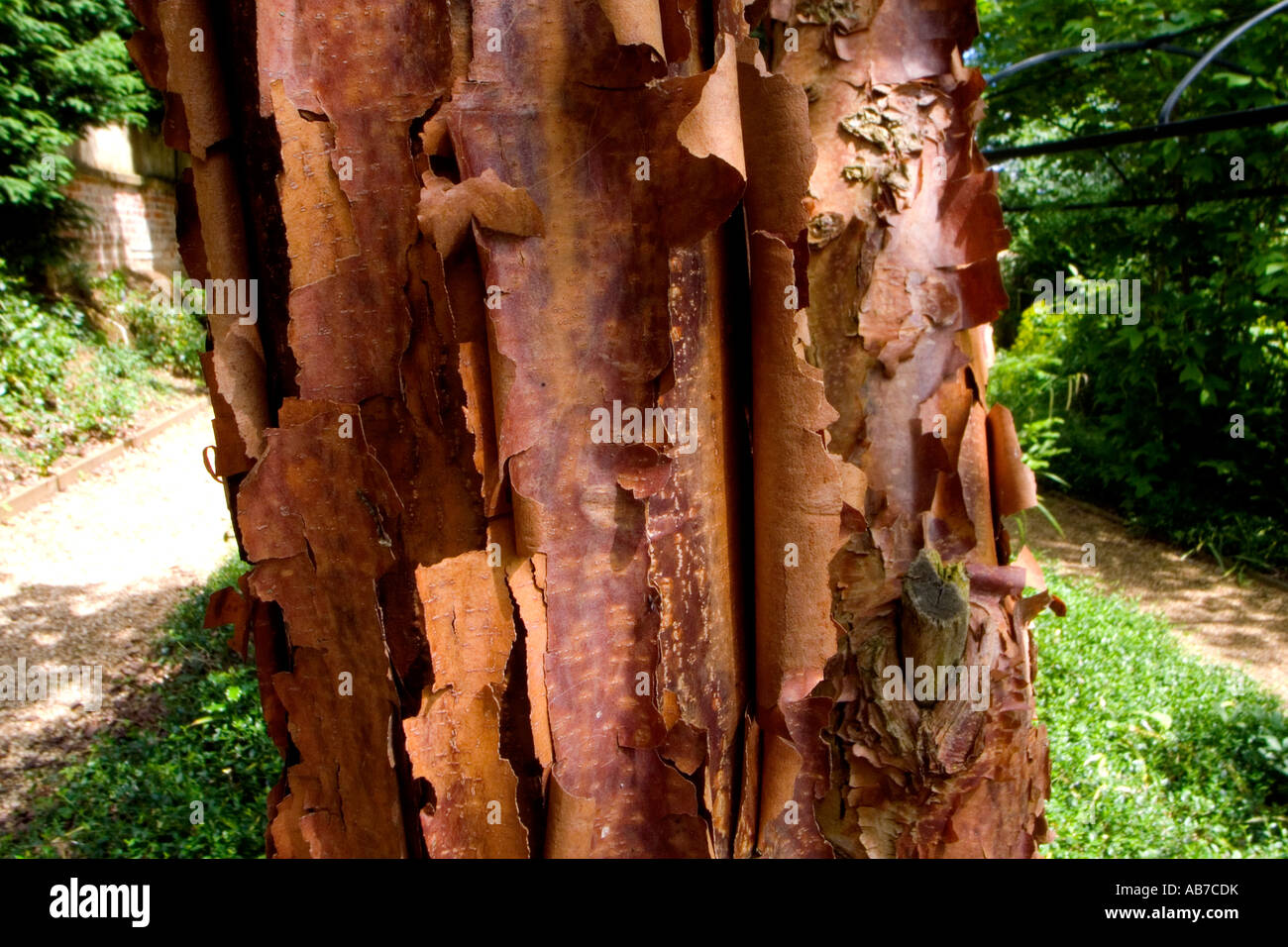 Corteccia di carta MAPLE ACER GRISEUM BRIDGE END GARDENS SAFFRON WALDEN ESSEX INGHILTERRA Foto Stock