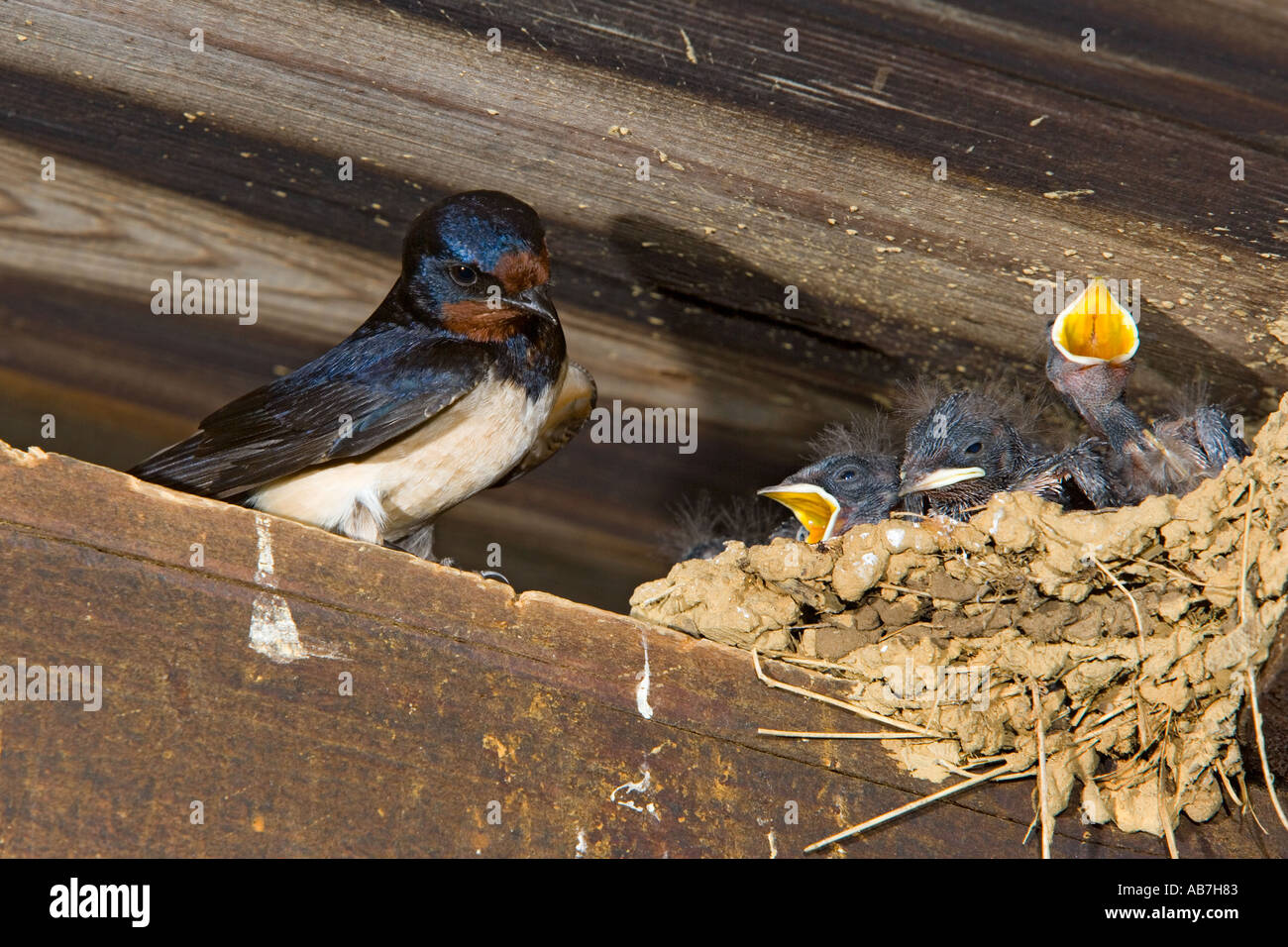 Swallow Hirundo rustica a nido alimentazione dei giovani nella vecchia fattoria barn potton bedfordshire Foto Stock