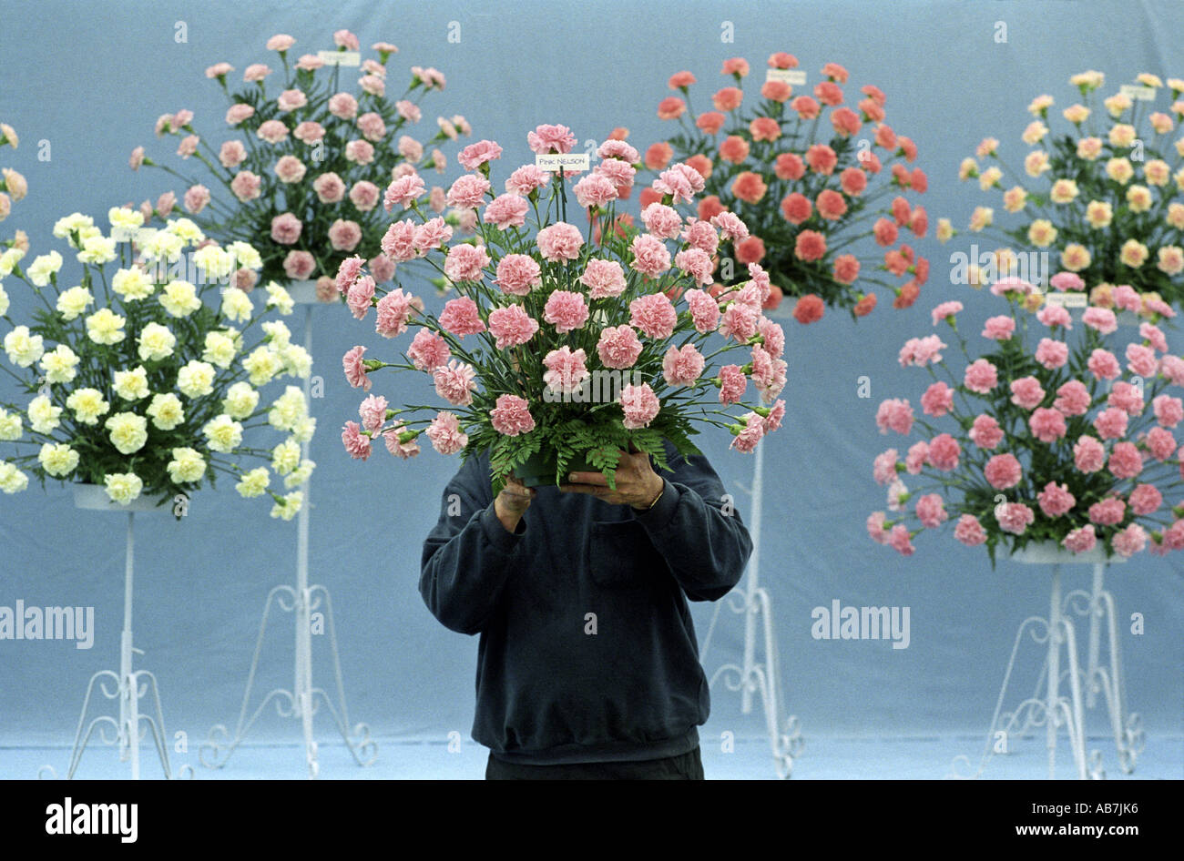 Un nuovo concorrente nel flower show a tre contee mostrano a Malvern Worcestershire orgogliosamente mostra fuori il suo garofani Foto Stock