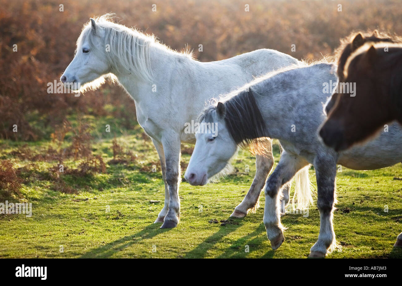 Pony selvatici su Offa s Dyke sopra Church Stretton nello Shropshire REGNO UNITO Foto Stock