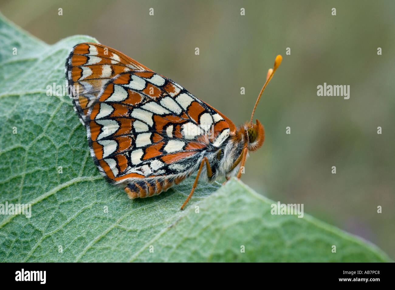 BUTTERFLY Checkerspot Anicia (Euphydryas anicia) Kittitas County, nello stato di Washington STATI UNITI D'AMERICA Foto Stock